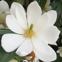 Magnolia Michelia 'Fairy Magnolia Cream' crème