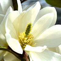 Magnolia Michelia 'Fairy Magnolia White' vert-blanc
