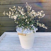 Osmanthe à feuilles de houx Osmanthus 'Perfume of Nature' blanc