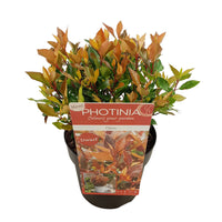Photinia Photinia 'Chico' vert-rouge