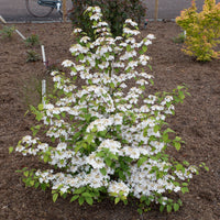 Viorne de Chine Viburnum 'Kilimandjaro Sunrise' rose-blanc