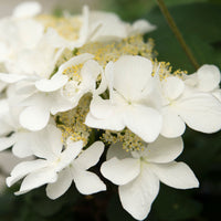 Viorne de Chine Viburnum 'Kilimandjaro Sunrise' rose-blanc