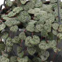 Chaîne des cœurs Ceropegia woodii avec panier en crin végétal et suspension macramé  - Plante suspendue