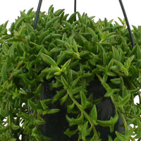 Senecio peregrinus gris avec cache-pot vert menthe et suspension macramé et Chaîne des cœurs Ceropegia woodii avec cache-pot bleu et suspension macramé  - Plante suspendue