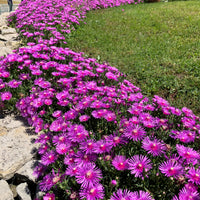 6x Œnothère Delosperma 'Ice Cream' rose