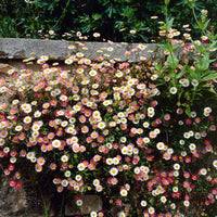 6-pack Vergerette Erigeron kavinskianus Rose-Blanc