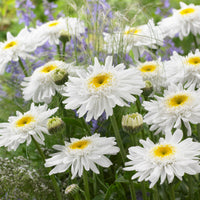 6x Marguerite double Leucanthemum 'Wirral Supreme' blanc