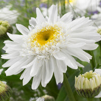 6x Marguerite double Leucanthemum 'Wirral Supreme' blanc
