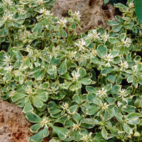 6x Arge Pachysandra 'Green Garpet'