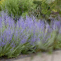 3x Sauge de Russie Perovskia 'Blue Spire' bleu