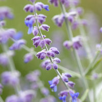 3x Sauge de Russie Perovskia 'Blue Spire' bleu