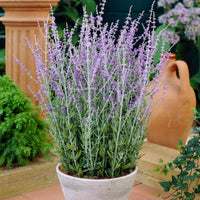 3x Sauge de Russie Perovskia 'Blue Spire' bleu