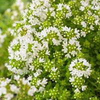6x Thym-serpolet Thymus 'Albiflorus' blanc