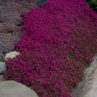 6x Thymus 'Purple Beauty' violet
