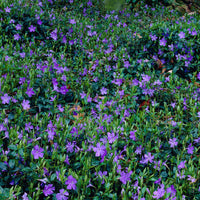 6x Pervenche Vinca minor bleu