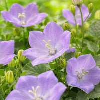 6x Pervenche Vinca minor bleu