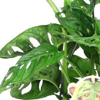 Plante à trous Monstera 'Monkey Leaf' vert pot suspendu inclus  - Plante suspendue