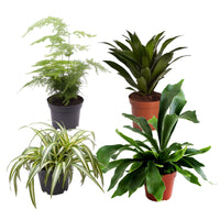 4x Plantes vertes d'intérieur - Mélange 'Gorgeous Green'