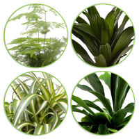 4x Plantes vertes d'intérieur - Mélange 'Gorgeous Green'