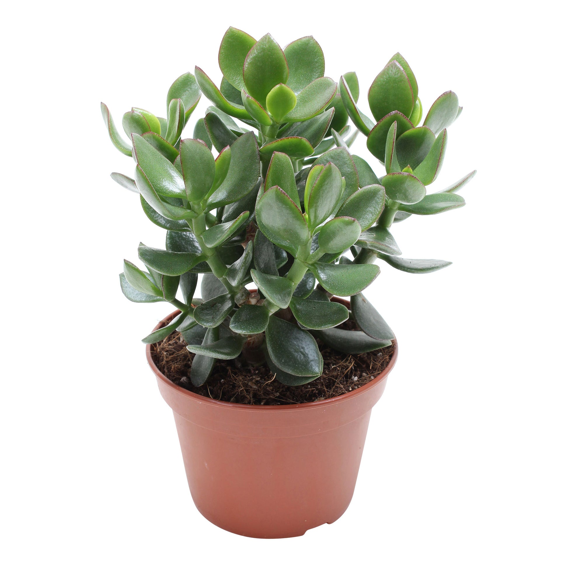 plante de jade Plante de jade Crassula 'Hulk'