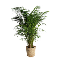 Palmier Aréca Dypsis lutescens Panier XL inclus panier en feuilles de palmier