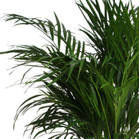 Palmier Aréca Dypsis lutescens XL vert Avec panier en osier