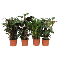 4x Calathea, Ctenanthe - Mélange Plantes purificatrices d'air
