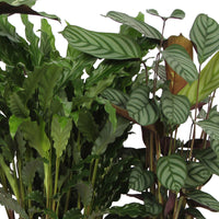 4x Calathea, Ctenanthe - Mélange Plantes purificatrices d'air