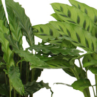 4x Calathea - Mélange Plantes purificatrices d'air