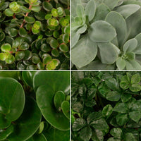 4x Plantes vertes d'intérieur - Mélange 'Eden Collection'