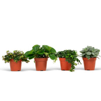 4x Plantes vertes d'intérieur - Mélange 'Eden Collection'
