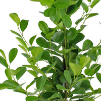 Figuier pleureur Ficus 'Moclame' XL
