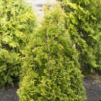 Thuya Thuja 'Brabant'