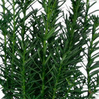 If commun Taxus 'Hicksii' vert
