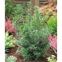 If commun Taxus 'Hicksii' vert