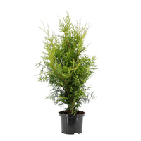 Thuya Thuja 'Brabant'