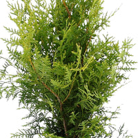 Thuya Thuja 'Brabant'