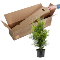 Thuya Thuja 'Brabant'