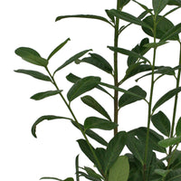 Laurier-cerise Prunus 'Rotundifolia'
