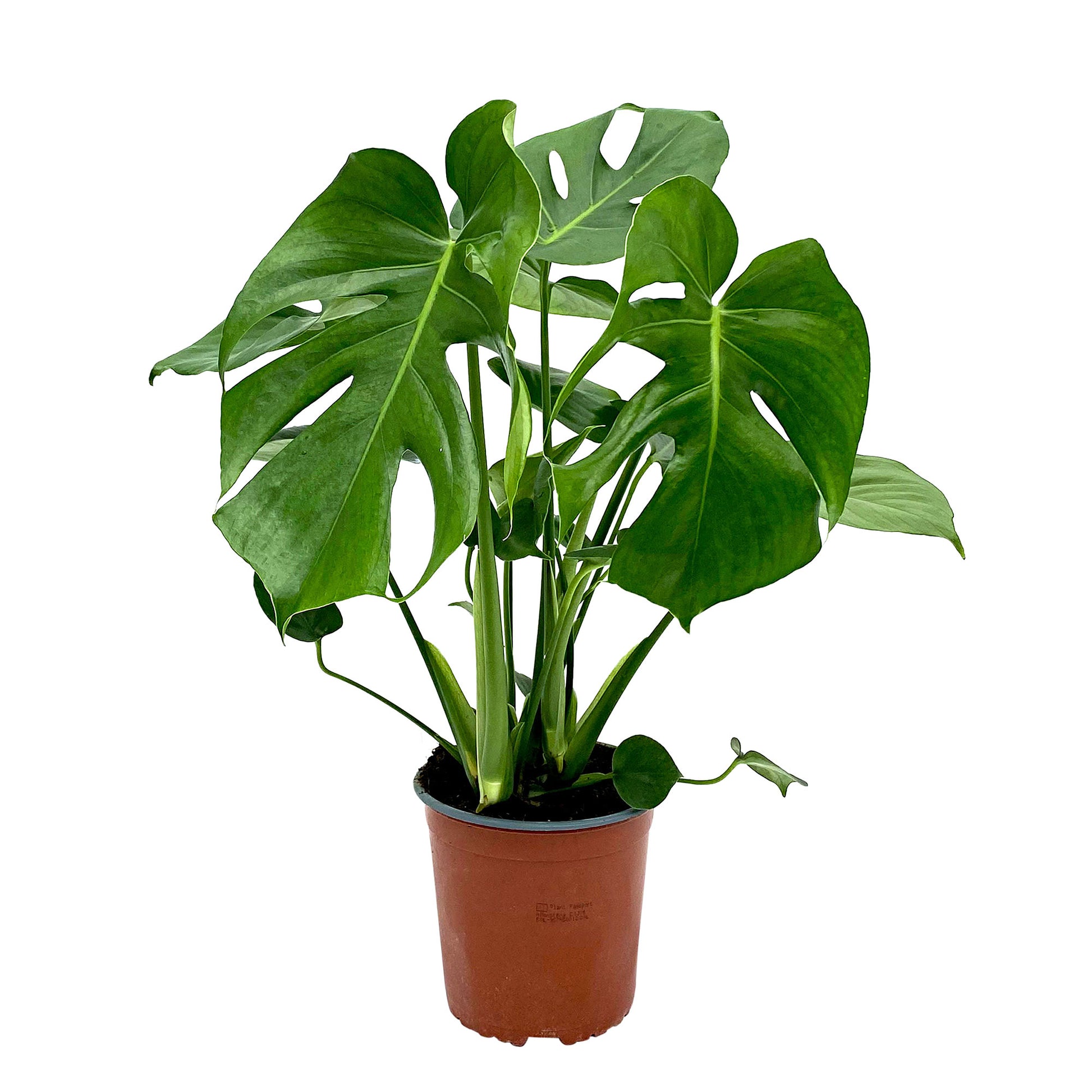 Acheter Plante à Trous (Monstera deliciosa) - Elle s'adapte à tout type  d'intérieur 