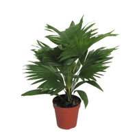 Palmier Livistona rotundifolia