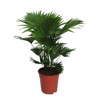 Palmier Livistona rotundifolia