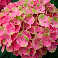 Hortensia paysan Hydrangea 'Jewel Pink' Rose-Vert