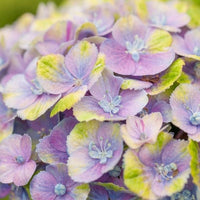 Hortensia paysan Hydrangea 'Jewel' Bleu-Violet