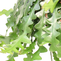 Succulente Selenicereus anthonyanus  - Plante suspendue