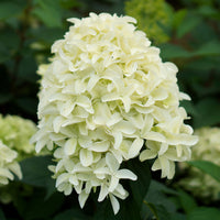 Hortensia Hydrangea 'Skyfall' Blanc