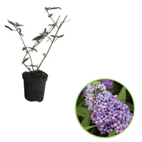 Arbre à papillons Buddleja 'Unique' violet