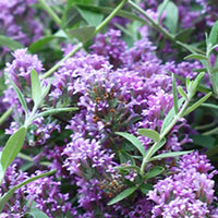 Arbre à papillons Buddleja 'Unique' violet