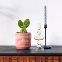 Cactus raquettes Opuntia microdays
