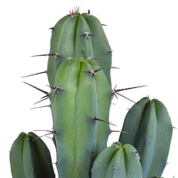 Cactus candélabre Myrtillocactus geometrizans